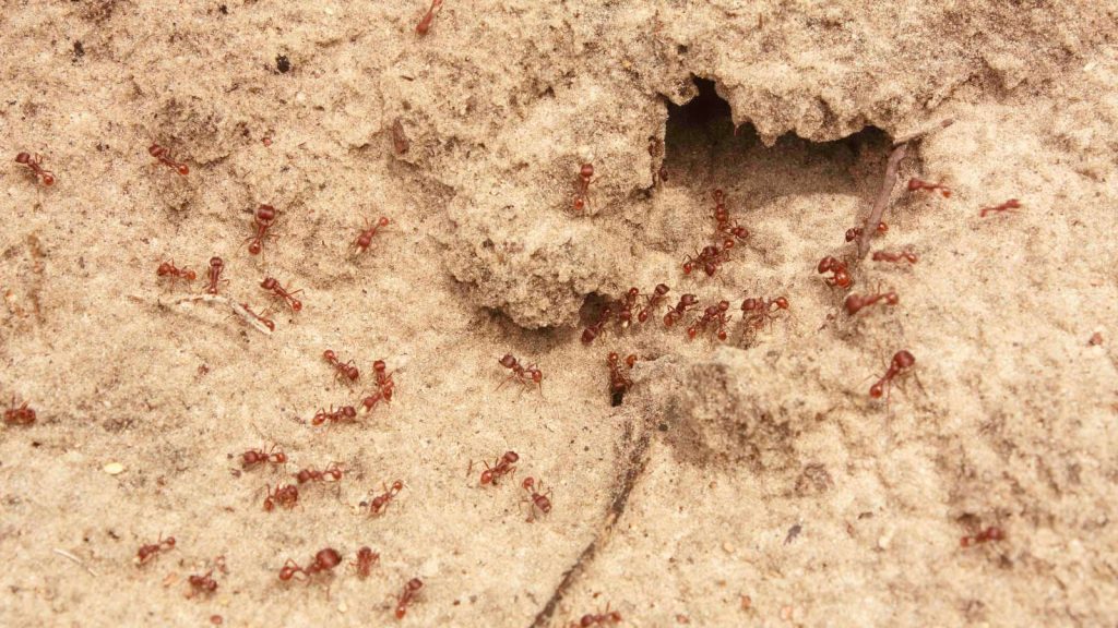 An ant colony swarming in and out of their ant hill